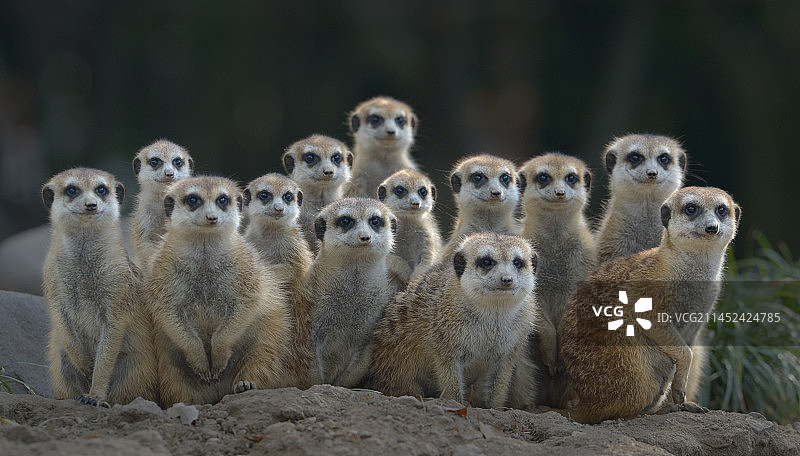 好奇（细尾獴）图片素材