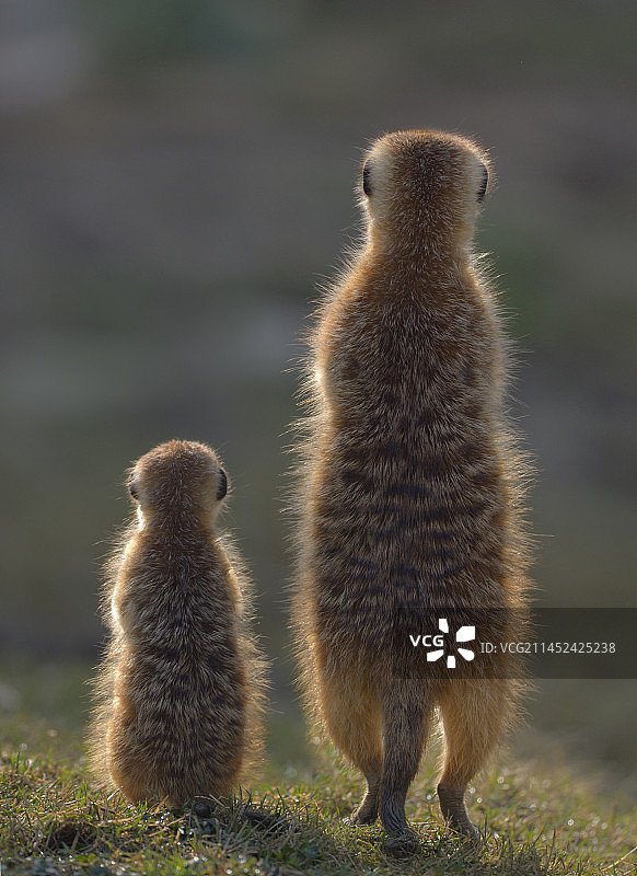 好奇（细尾獴）图片素材