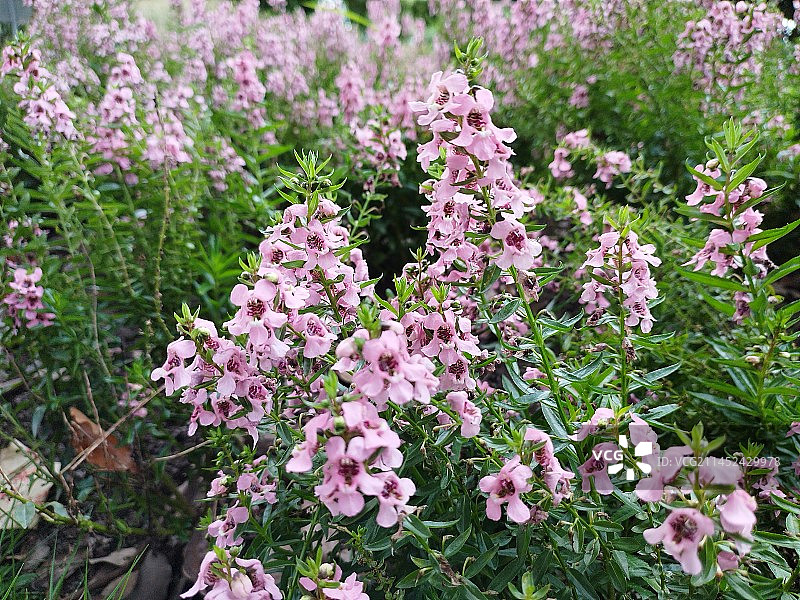 粉红色开花植物香彩雀特写镜头图片素材