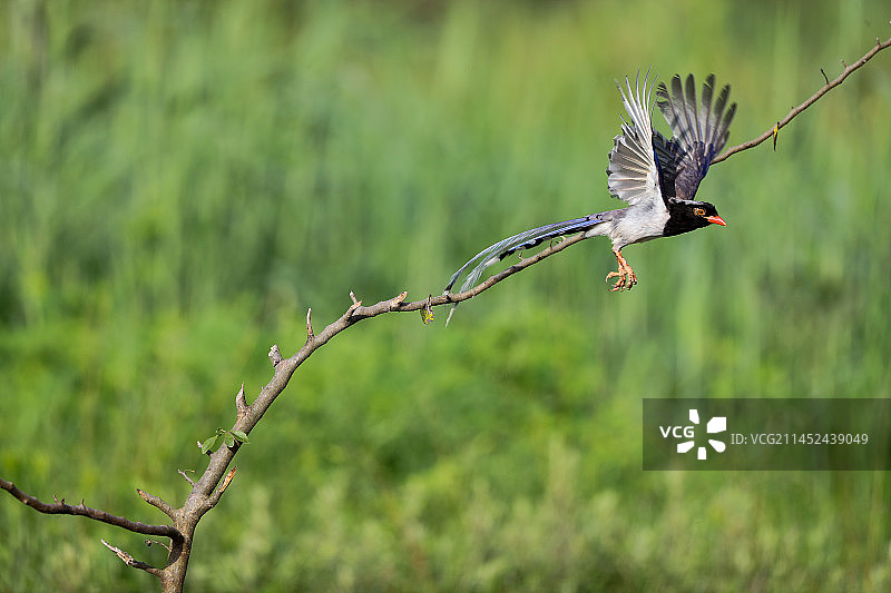 红嘴蓝鹊图片素材