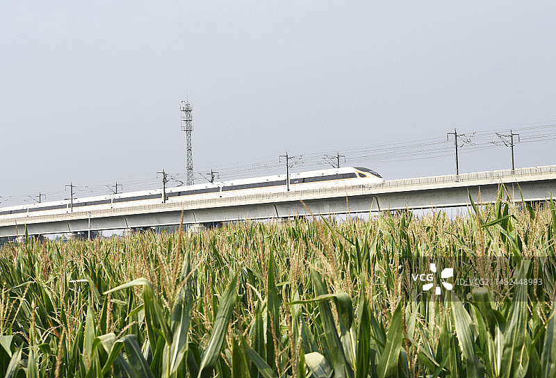一列动车组列车驶过丰收在望的田野图片素材