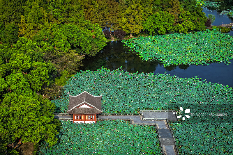 荷花季的曲院风荷图片素材