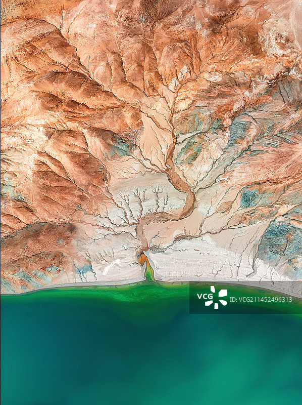 生命之树图片素材