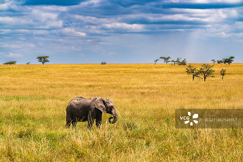 塞伦盖蒂·大象图片素材