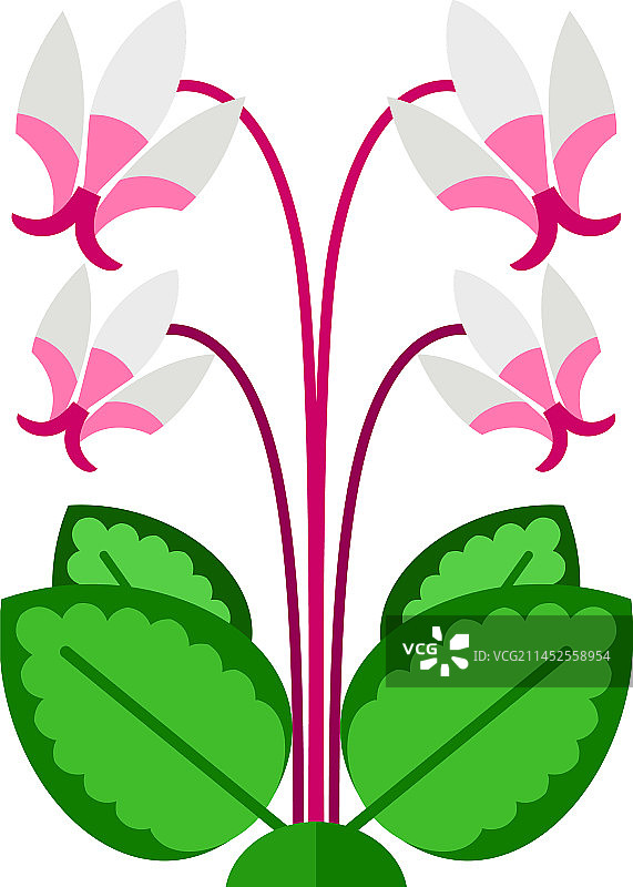 盛开的仙客来图标图片素材