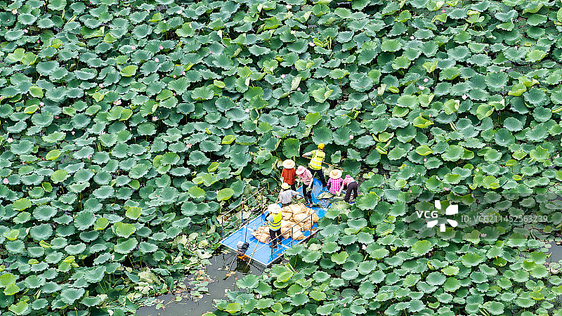 夏天在荷塘里采收的人图片素材