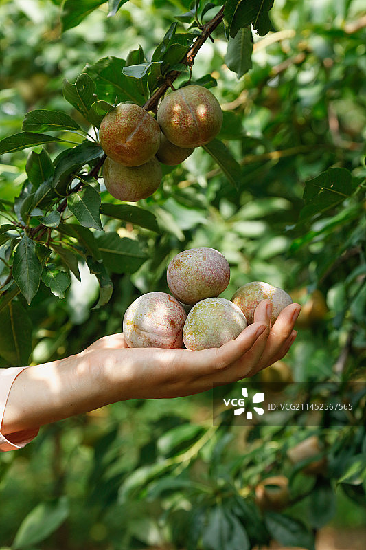 手里拿着芙蓉李图片素材