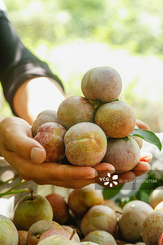 手里拿着芙蓉李图片素材