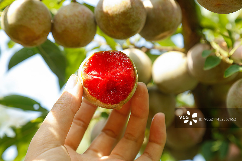 手里拿着芙蓉李图片素材