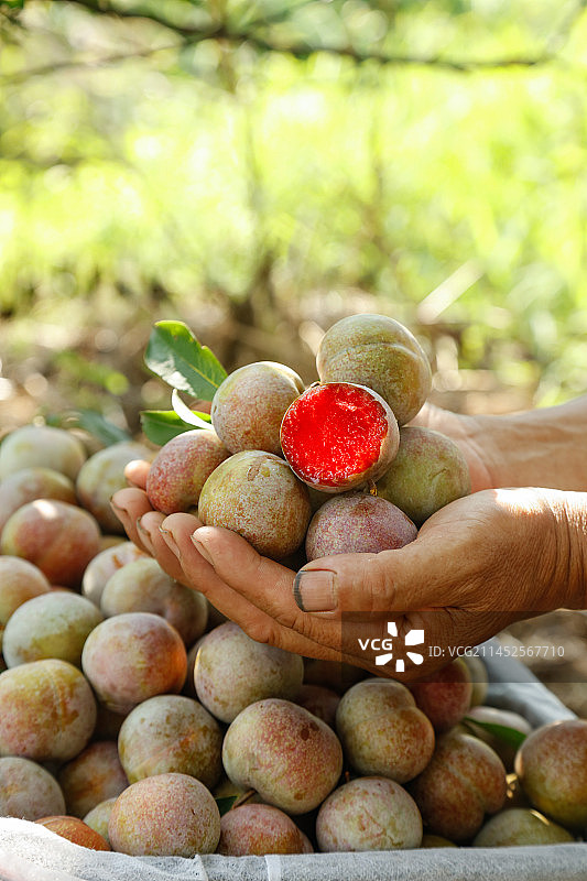 手里拿着芙蓉李图片素材