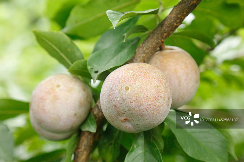 树上的新鲜芙蓉李图片素材