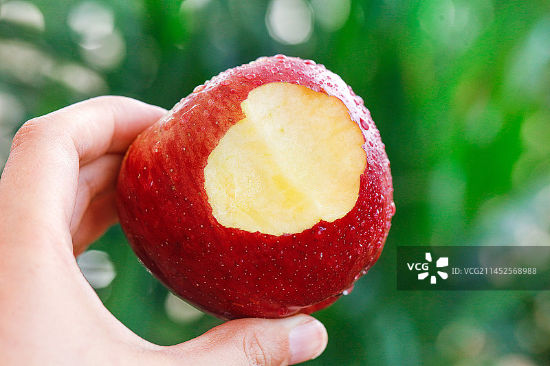 手里拿着红露苹果图片素材