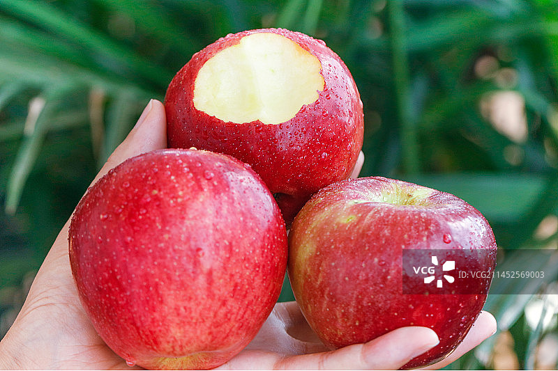 手里拿着红露苹果图片素材