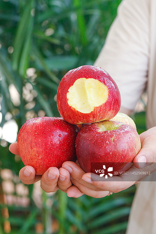 手里拿着红露苹果图片素材