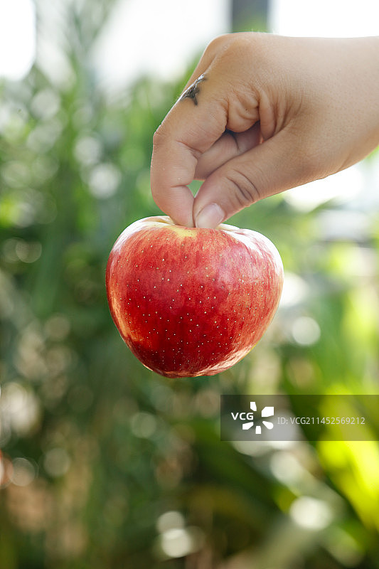 手里拿着红露苹果图片素材