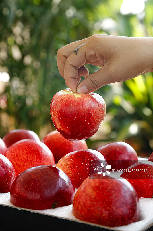手里拿着红露苹果图片素材