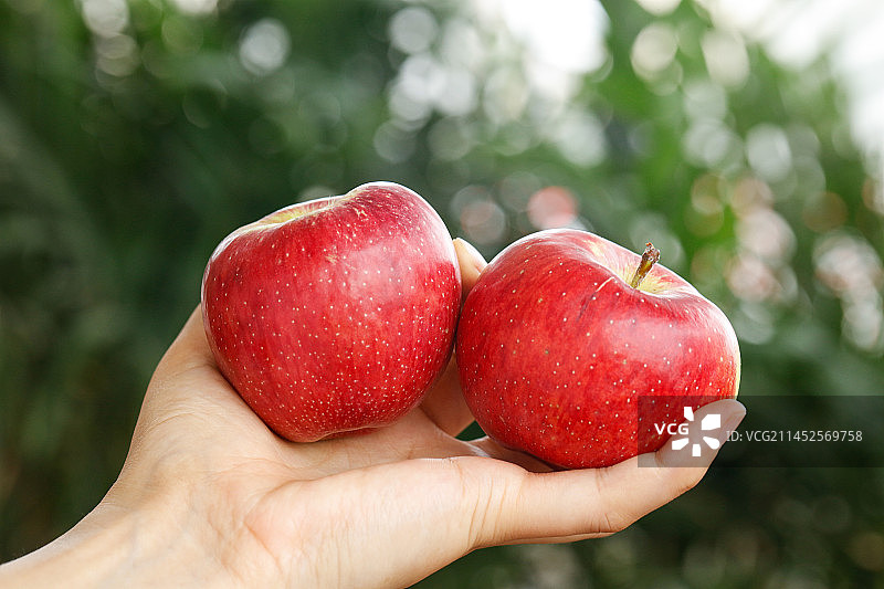 手里拿红露苹果图片素材
