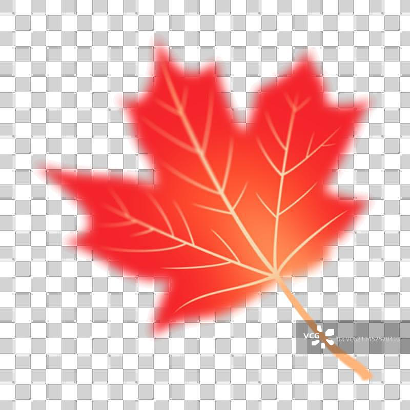 秋天秋分枫叶弥散图片素材