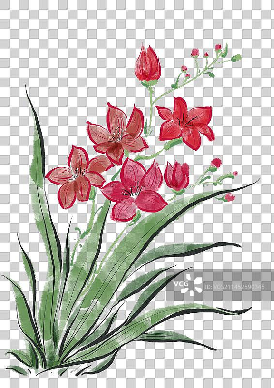 二十四节气古风花卉元素-大寒小苍兰图片素材