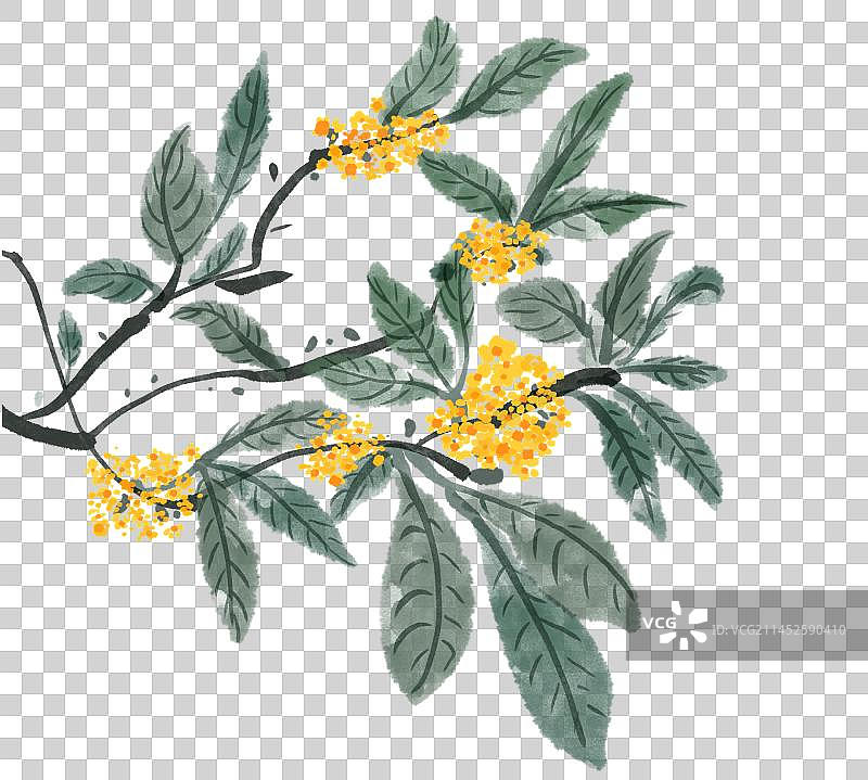 二十四节气古风花卉元素-寒露桂花图片素材