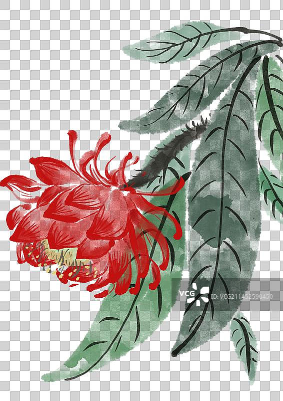 二十四节气古风花卉元素-白露昙花图片素材