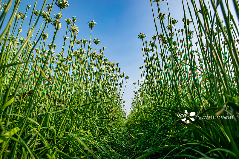 韭菜花特写图片素材