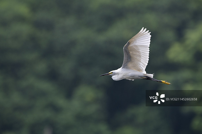 小白鹭图片素材