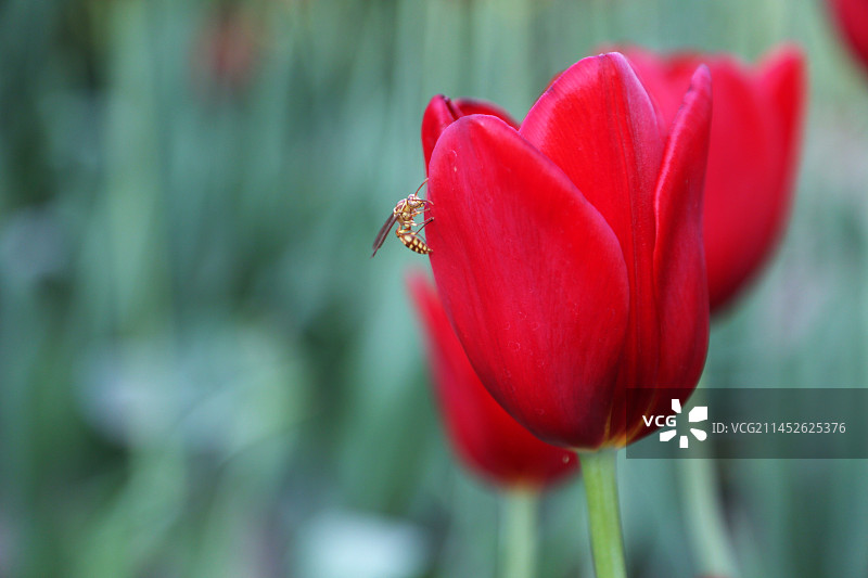 郁金香与马蜂图片素材