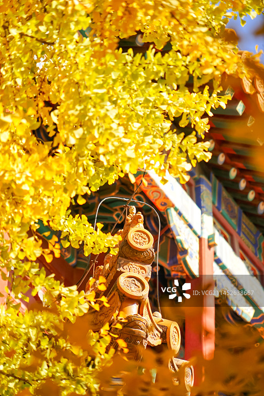 秋天北京故宫博物院里的金色银杏叶图片素材