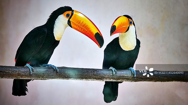 巨嘴鸟图片素材