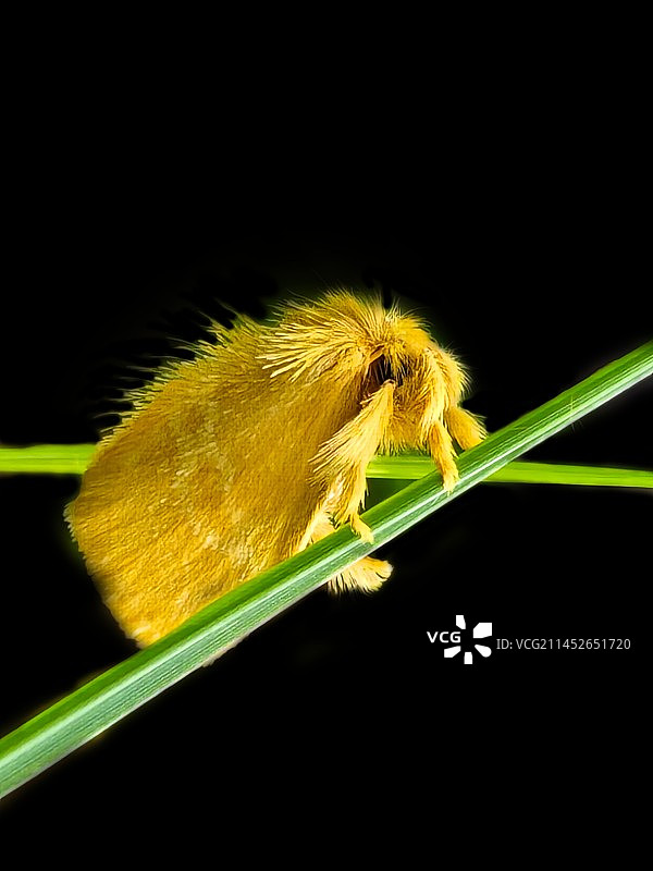 撑双杠图片素材