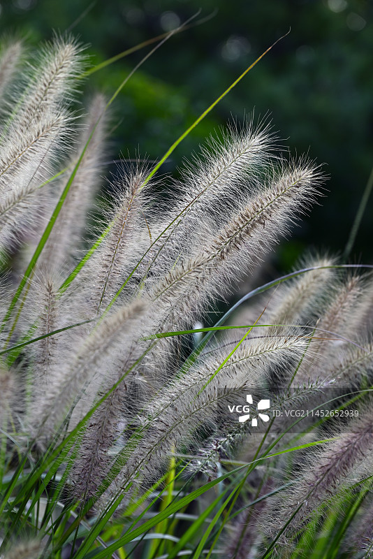 马尾草生长的特写镜头图片素材