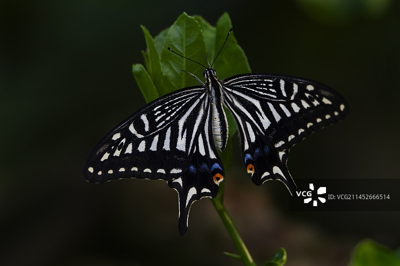 柑橘凤蝶图片素材