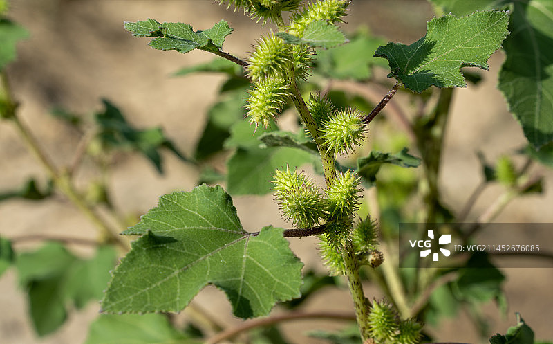 苍耳子摄影图图片素材