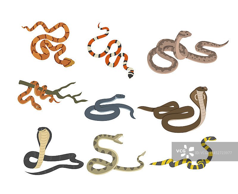 有毒蛇类扁平化设计合集图片素材