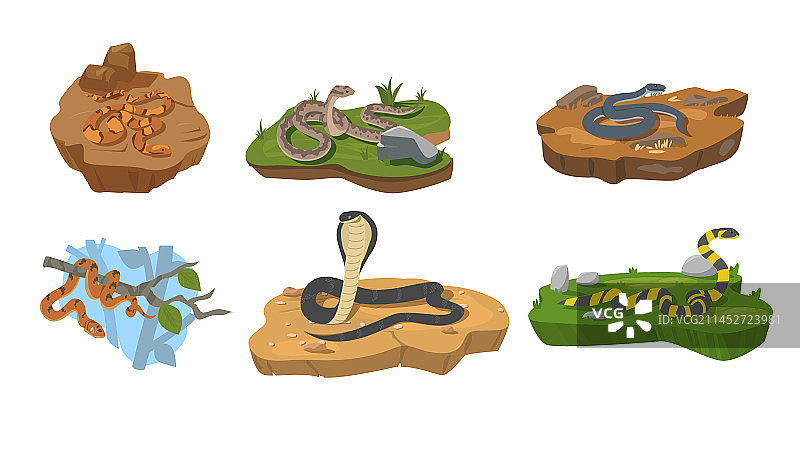 在地面和树上爬行的各种蛇图片素材