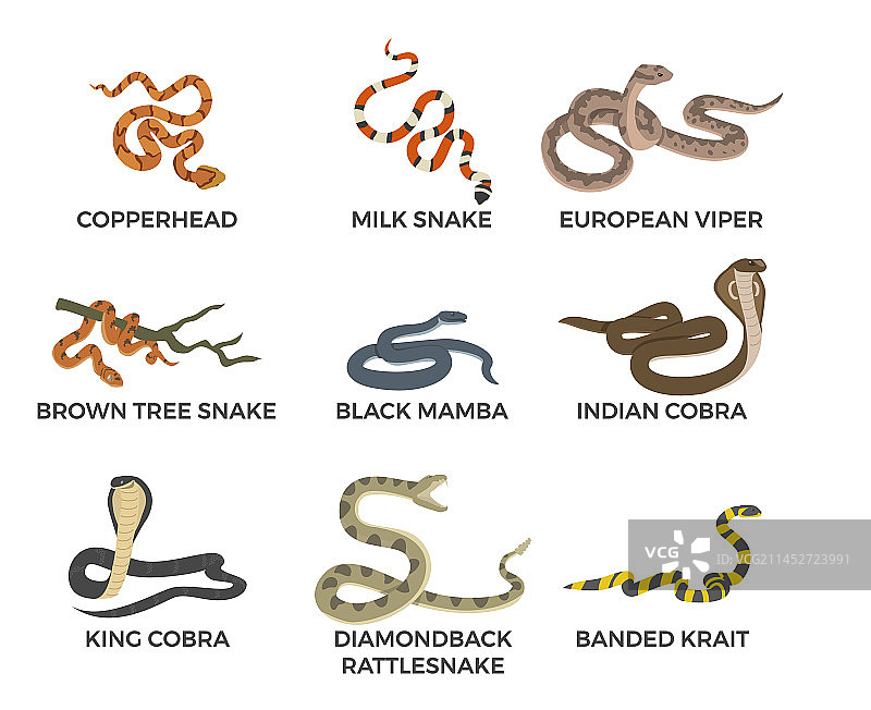 毒蛇信息图（含名称）图片素材