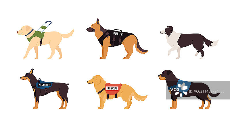 各种救援犬和工作犬图片素材