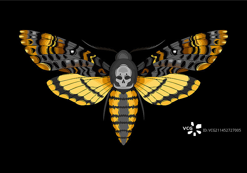 骷髅头天蛾图片素材