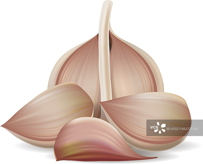 逼真的新鲜大蒜组合图片素材