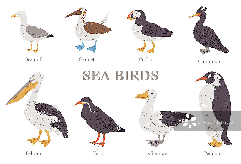 海鸟合集图片素材