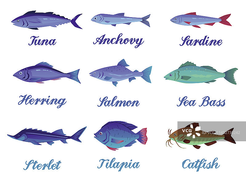 带名称的不同海洋鱼类扁平风格合集图片素材