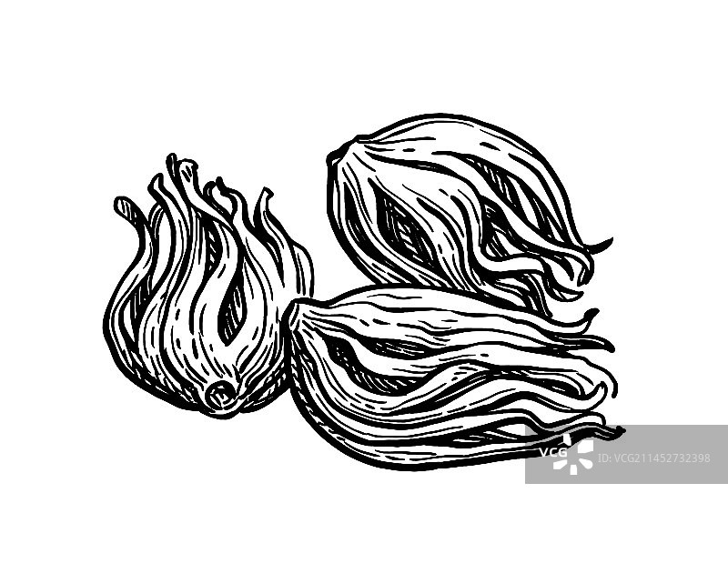 肉豆蔻墨水草图图片素材