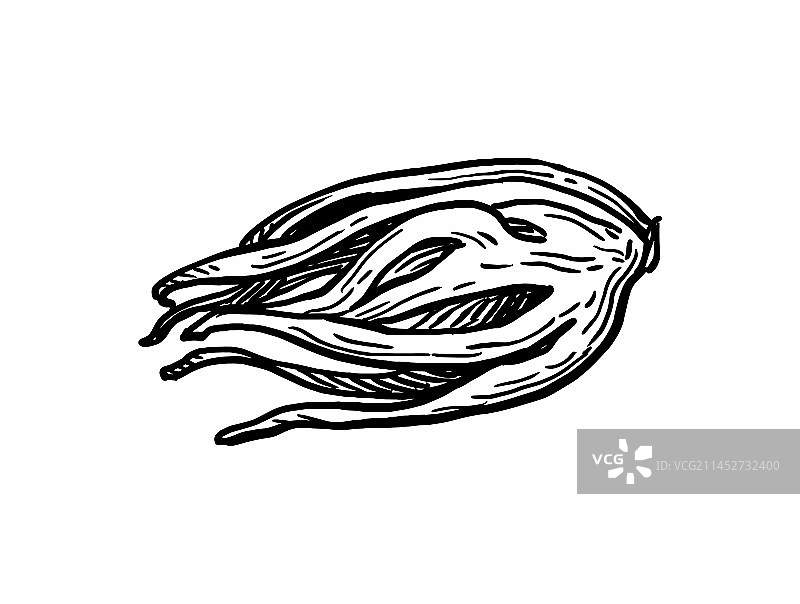 肉豆蔻墨水草图图片素材