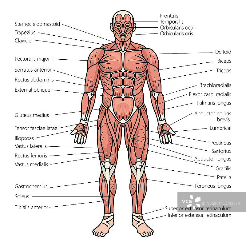 人体肌肉图医学图片素材