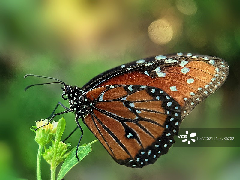 副王蛺蝶图片素材