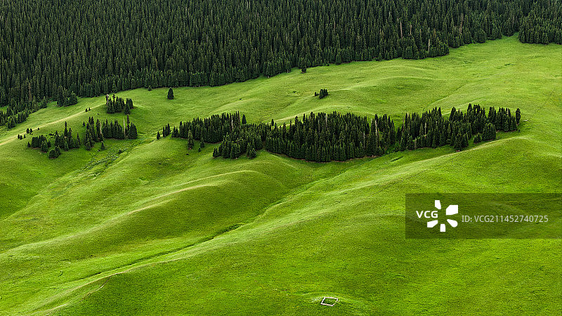 昭苏|西伯利亚冷杉和伊犁大草原图片素材