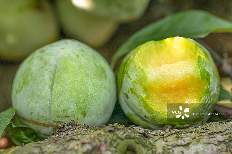 堆放着新鲜奈李图片素材