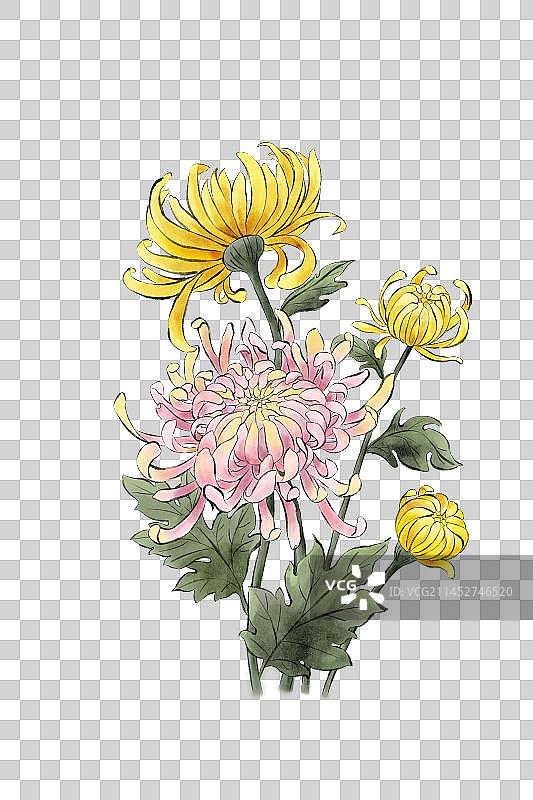 水墨菊花插画图片素材