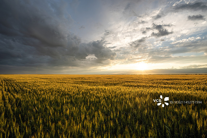 新疆昭苏县麦田日落晚霞图片素材
